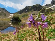 59 Bellissime soldanelle alpine
